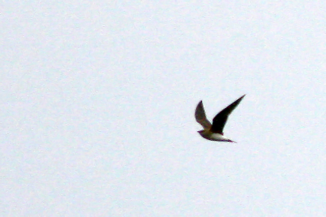 24 juni 2007, Steppevorkstaartplevier, vlucht4_Buinen
