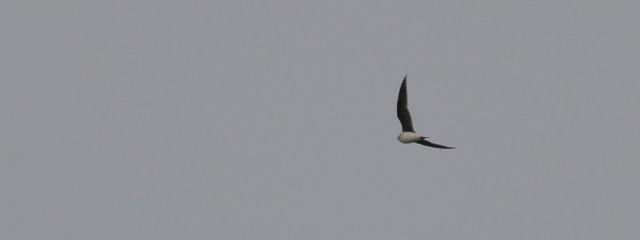 24 juni 2007, Steppevorkstaartplevier, vlucht5a_Buinen