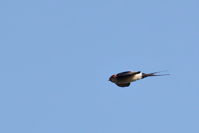 16 juni 2012, Roodstuitzwaluw, Texel_vuurtoren_2