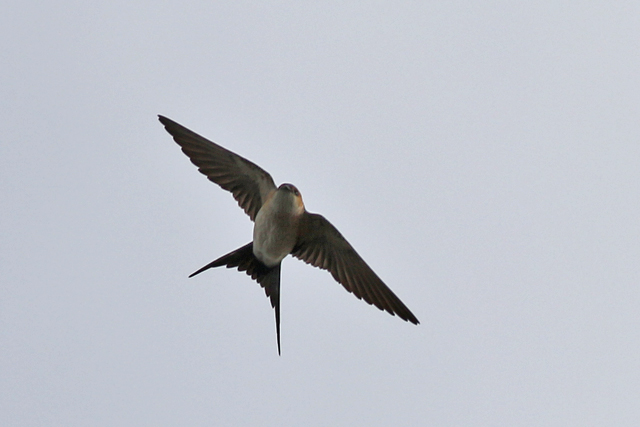 28 april 2017, Roodstuitzwaluw, Texel-3