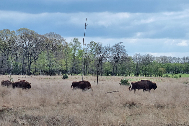 Wisent