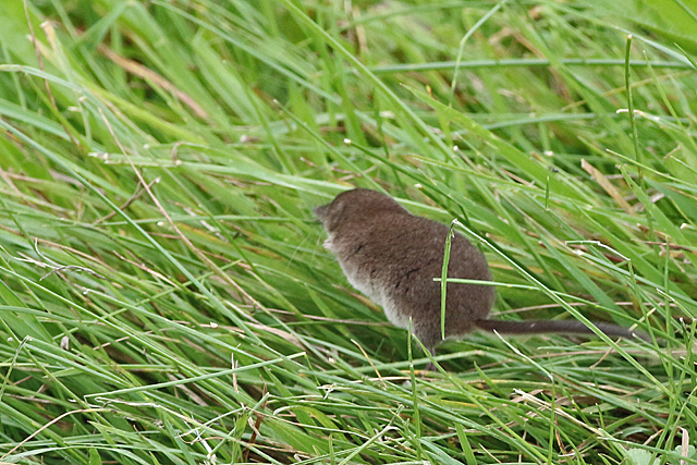 Dwergspitsmuis